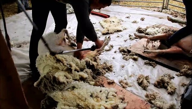 Saint-Mamert-du-Gard : tonte de brebis en direct