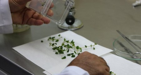 2 Tane Daha "Milli Patates" Çeşidi Tescillendi