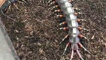 영천출장안마 -후불100%ョØ7Ød7333w9649｛카톡VV23｝영천전지역출장마사지샵'예약'영천출장qc안마es영천출장안마 cos여3영천출장마사지황형ЛМН영천콜걸