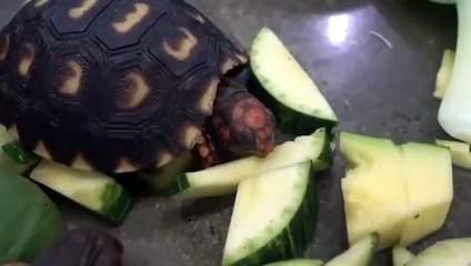 강릉출장안마 -후불100%ョØ7Øn8782v38ØØ｛카톡FK88｝강릉전지역출장마사지샵'예약'강릉출장qc안마es강릉출장안마 cos여3강릉출장마사지황형キギク강릉콜걸