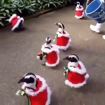 Voici comment les pingouins se préparent pour aller à la chasse aux œufs cette année. Trop drôle !