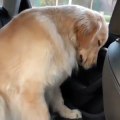 Cet adorable chien somnole dans la voiture de son maître. Trop mignon !