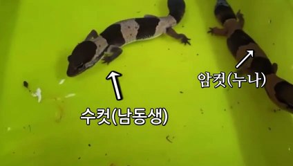 의정부출장안마 -후불100%ョØ7Øg7733w9649｛카톡XPF889｝의정부전지역출장마사지샵'예약'의정부출장qc안마es의정부출장안마 cos여3의정부출장마사지황형ピフブ의정부콜걸