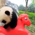 Quand un panda passe de bons moments sur ses jouets. Adorable !