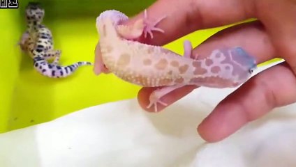 단양출장안마 -후불100%ョØ7Øe7575gØØ54｛카톡DK654}단양전지역출장마사지샵'예약'단양출장qc안마es단양출장안마 cos여3단양출장마사지황형ざしじ단양콜걸