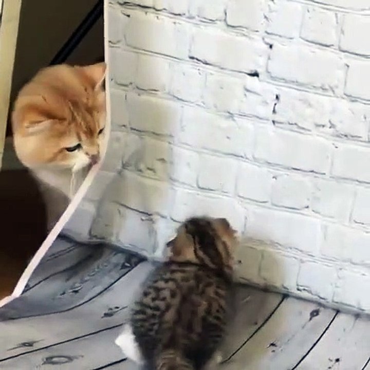 Ce chaton joue à cache cache avec sa maman. Trop cute !