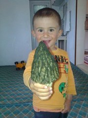 Kilosu 100 TL'ye Satılan Kuzugöbeği Mantarını Bulmak İçin Dağ, Tepe Demeden Arıyorlar