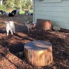 Quand des chevreaux sont de bonne humeur, voici ce que ça donne. Trop chou !