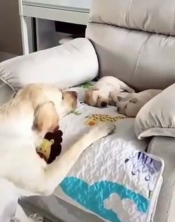 Cette chienne berce ses bébés chiots et les surveille. Émouvant !