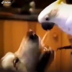 Quand un perroquet et un chien mange ensemble. Vous n'en croirez pas vos yeux !!