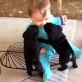 Un bébé se fait lécher par de mignons petits chiots et sa réaction est étonnante. Regardez !