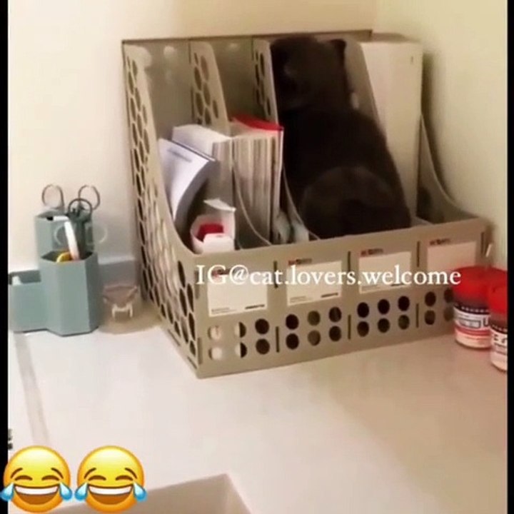 Ce splendide chaton a trouvé une cachette pas comme les autres. A mourir de rire !