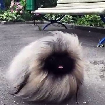 Ce Shih Tzu est absolument majestueux et unique au monde. Admirez le !