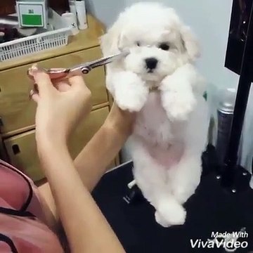 Quand un petit chiot aime sa séance de toilettage, voici ce que ça donne. Tellement adorable !