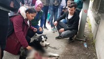 Otomobili ile Çarptığı Köpeğin Başında Dakikalarca Bekledi