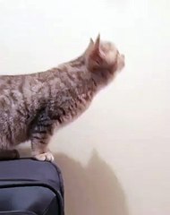 Voici Benny, un chat qui n'a peur de rien. Admirez son incroyable habilité !