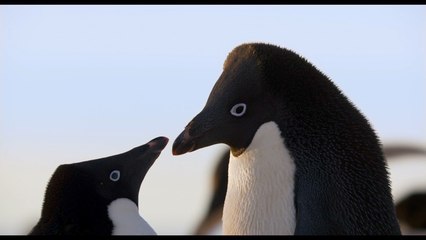 'Penguins' Clip: Meet Adeline