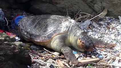 Ölü bir caretta caretta sahile vurdu - BALIKESİR