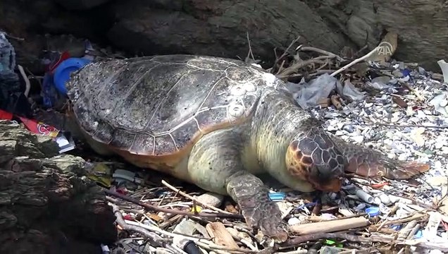 Ölü bir caretta caretta sahile vurdu - BALIKESİR