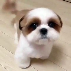 Vous allez fondre pour les couinements de ce magnifique chiot. Trop cute !