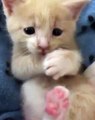 Un chaton trop mignon qui se lèche les pattes. Trop craquant !