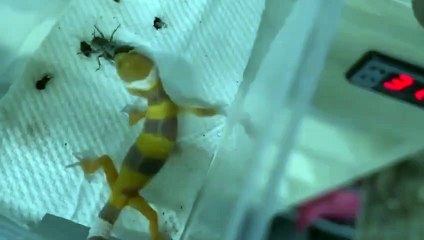 김해출장안마 -후불100%ョØ7Øe7575gØØ54｛카톡DK654}김해전지역출장마사지샵'예약'김해출장qc안마es김해출장안마 cos여3김해출장마사지황형ルレロ김해콜걸