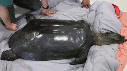 Yangtze turtle on brink of extinction with death of last known female