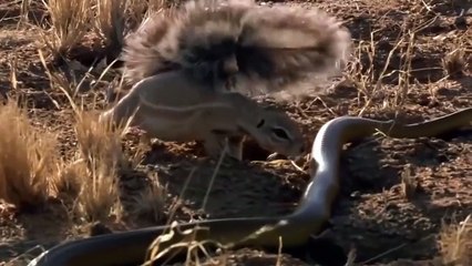 Hero Monkey save Mouse From Snake Hunting Fail