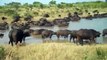 Hippo vs Crocodile Hippos Come to Rescue Wildebeest from Crocodile