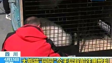 Giant panda begins journey from China to Austria