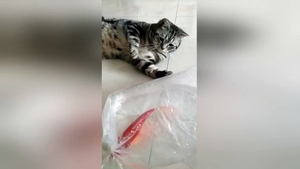 Hungry cat moves mouth while staring at fish in bag