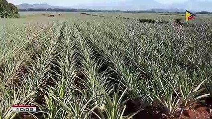 PH fruits production up in Q4 2018