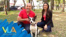 César Millán nos da consejos para  entender a nuestros perritos.| Venga La Alegría