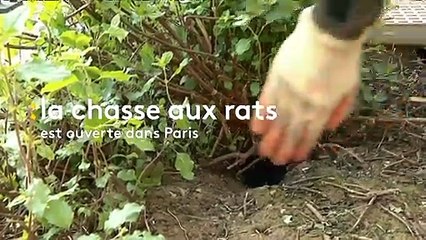 Paris envahi par les rats, des bénévoles à la rescousse de la mairie du 17e