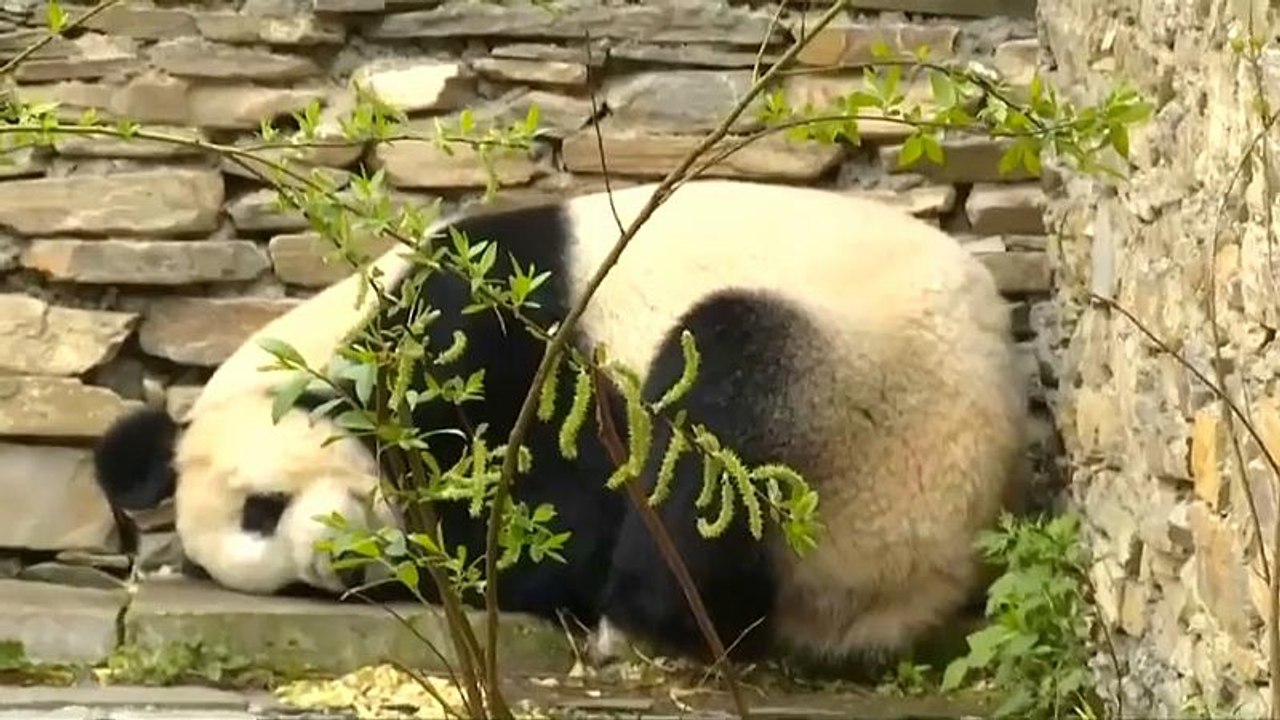Panda für Wien