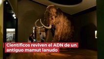 Científicos reviven el ADN de un antiguo mamut lanudo