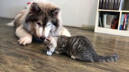 Impatient Pooch Takes Ice from Cat