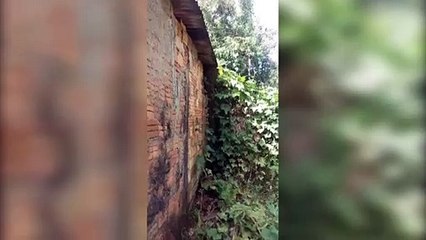 Moradora do Floresta precisa de ajuda para retirar enxame de abelhas