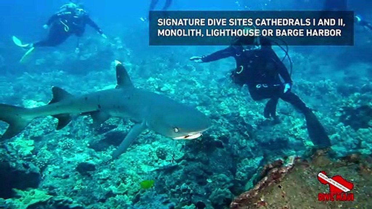 Readers Choice 2019: Dive Maui / Hawaiian Rafting Adventures