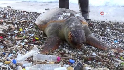 Dev Caretta Caretta ölüsü sahile vurdu