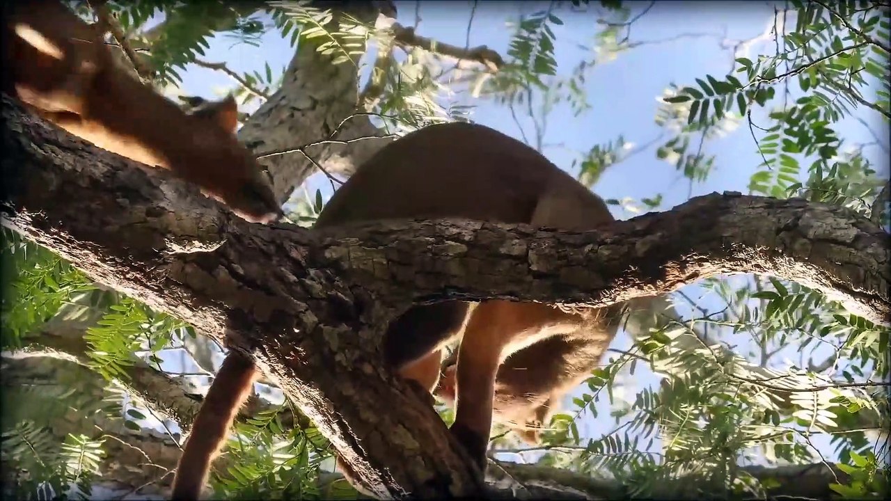 Wild Life of Madagascar The Earth of The fossa  And  The lemurs , Madagascar  la Tierra del fossa y el lemur