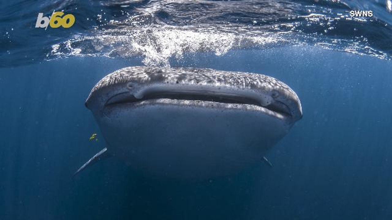 Enormous Shark Swims Under Clueless Tourists in Boat, Guide Gets Up Close & Personal