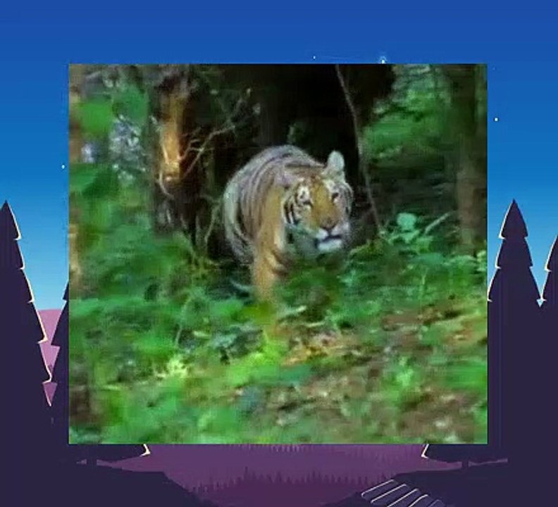 Baby Einstein 21 World Animals A Musical Safari (06mos) video