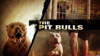 Pit Bulls And Parolees S03E08