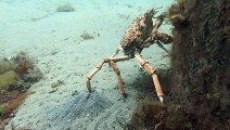 Countless Spider Crabs Cover Ocean Floor