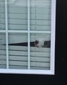 Dog Peeks Through Blinds at Owner Leaving House