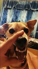 EL PERRO  LA LA LA LA (THE LA LA LA DOG)