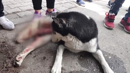 Otomobilin Çarptığı Köpek İçin Seferber Oldular
