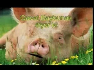 uçan domuz dan ekonomik çözümler