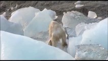 Polar Bear Dying from  Global Warming oso polar anbriento por el cambio climatico